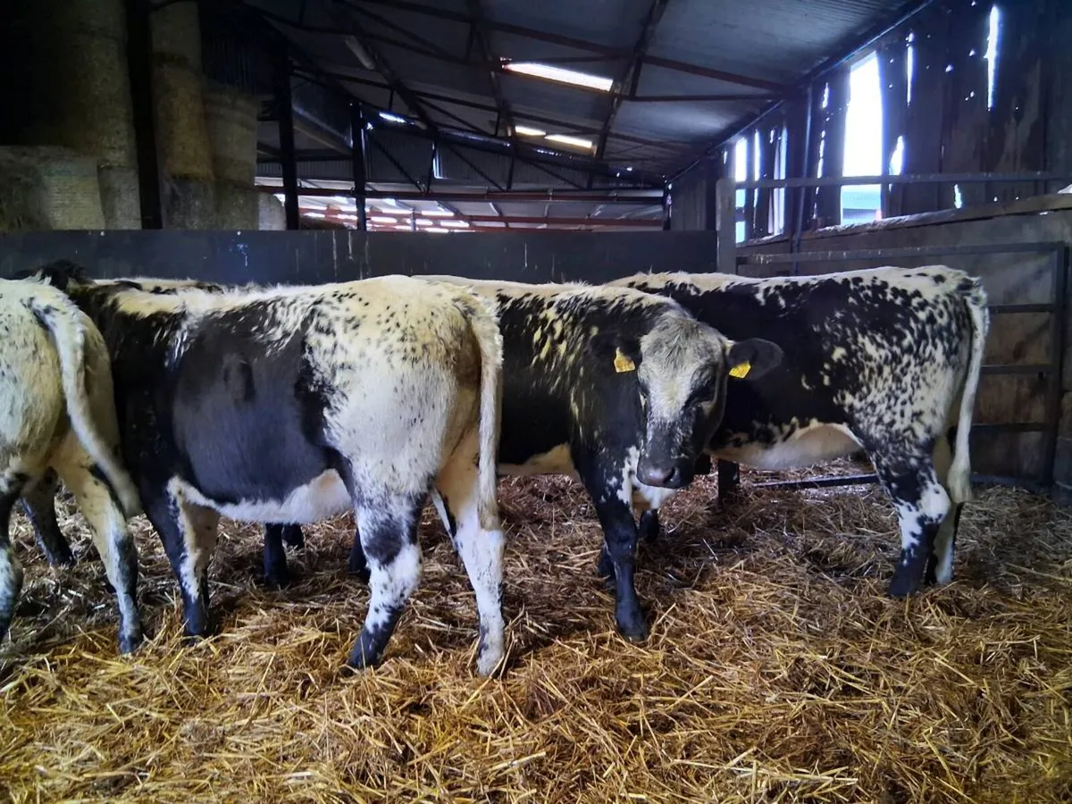💥SPECKLE PARK HEIFERS💥 - Image 3