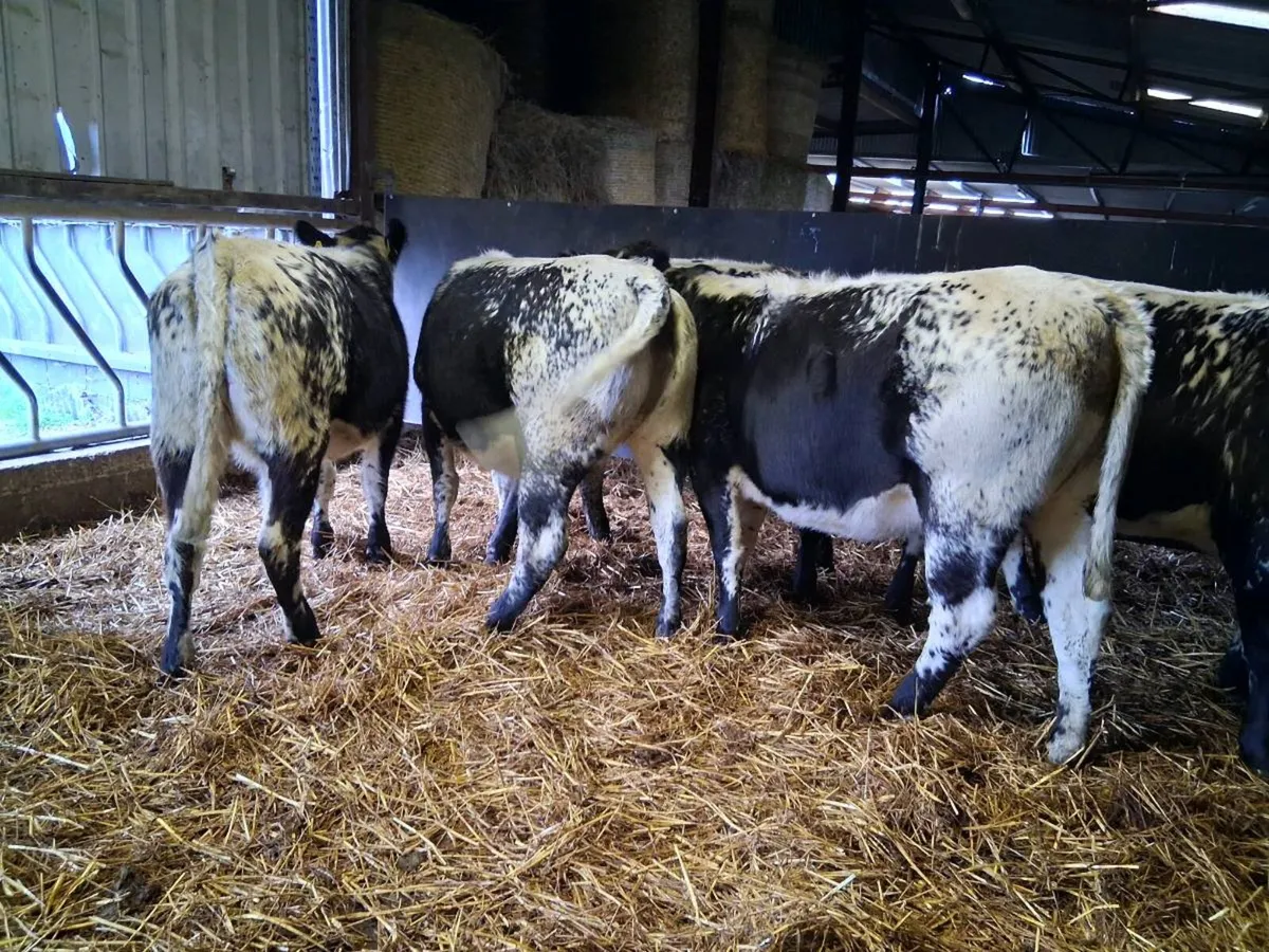 💥SPECKLE PARK HEIFERS💥 - Image 4