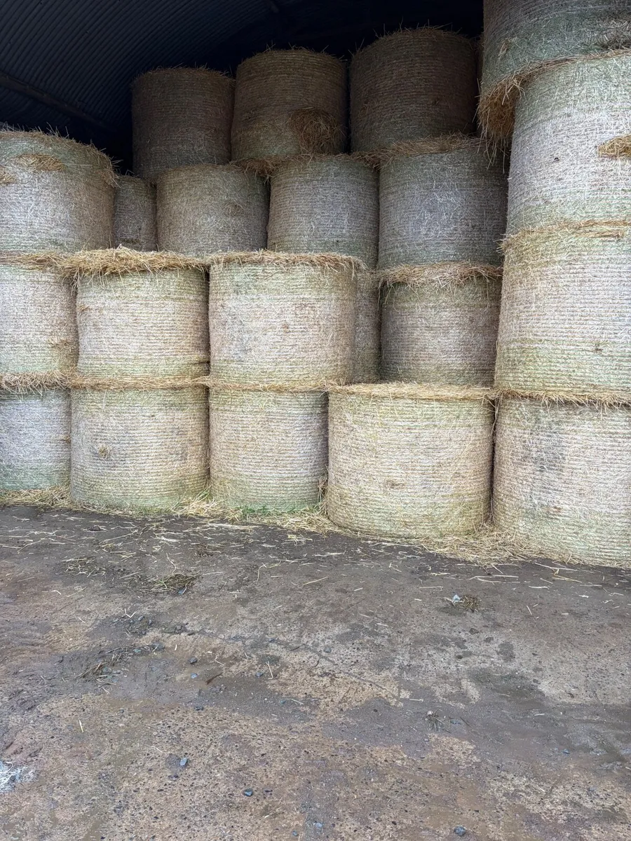 Barley Straw