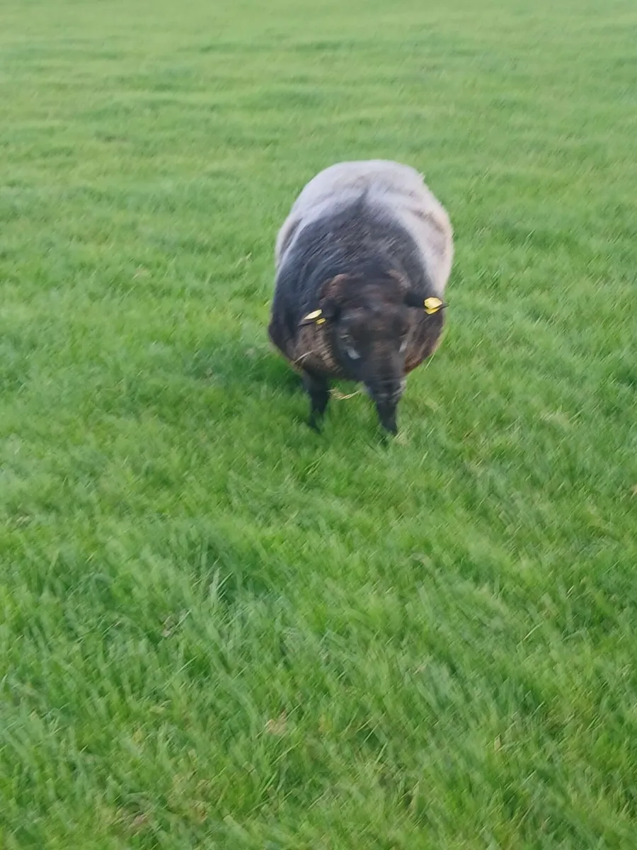 Blue texel Ram pbnr - Image 2