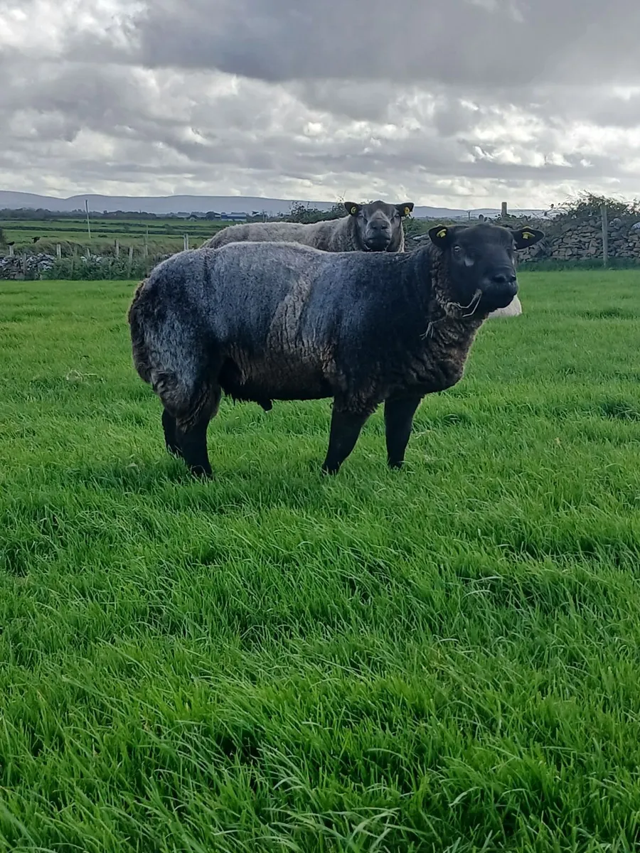 Blue texel Ram pbnr - Image 3