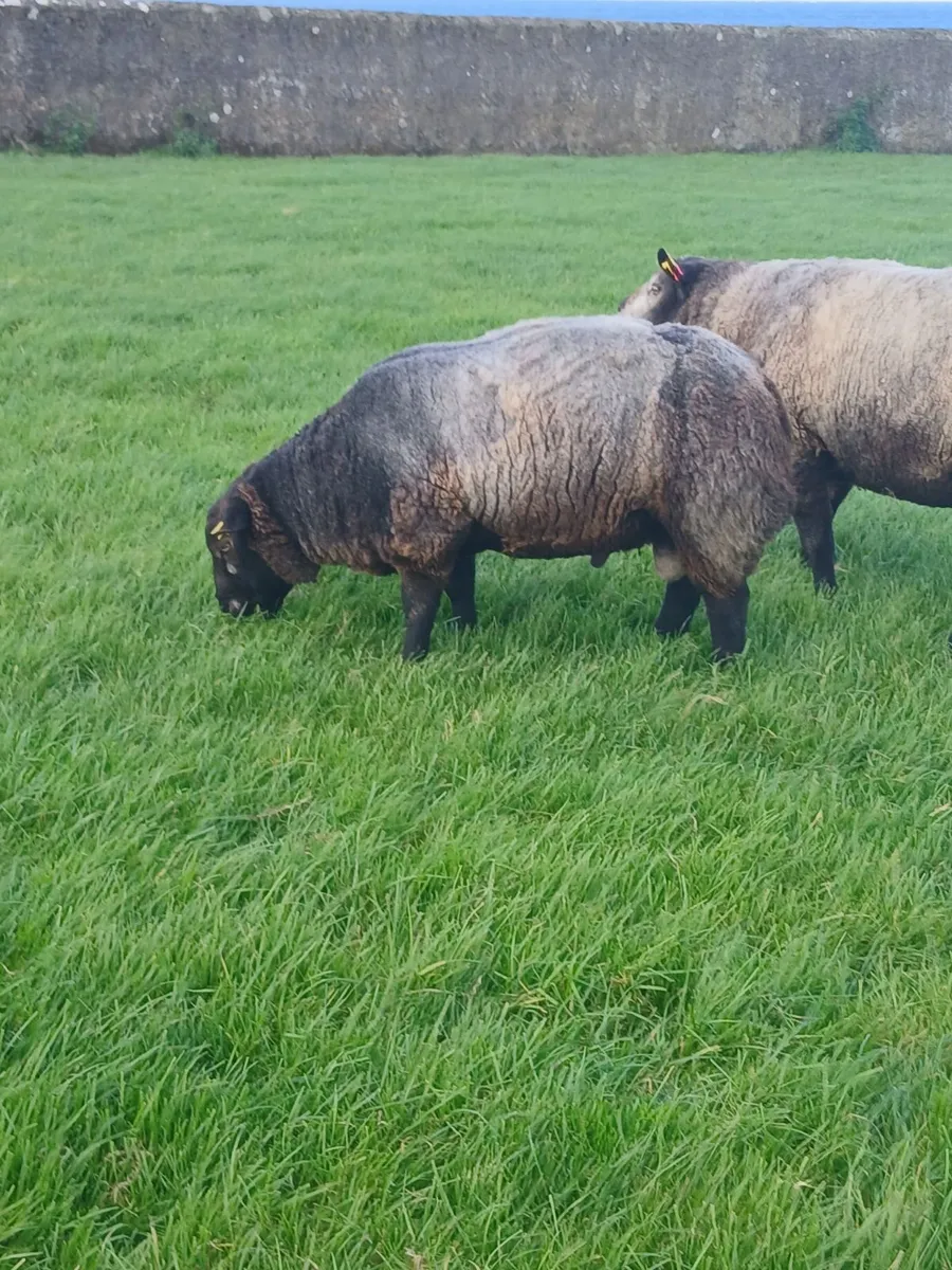 Blue texel Ram pbnr - Image 4