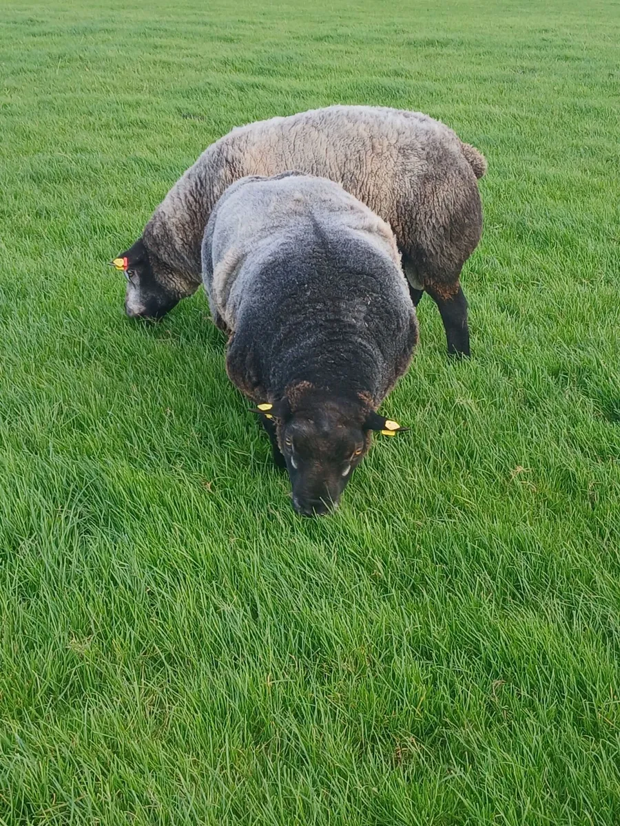 Blue texel Ram pbnr - Image 1