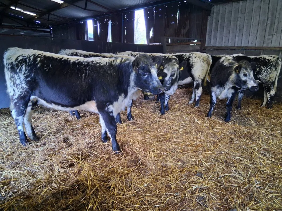 💥SPECKLE PARK HEIFERS💥 - Image 2