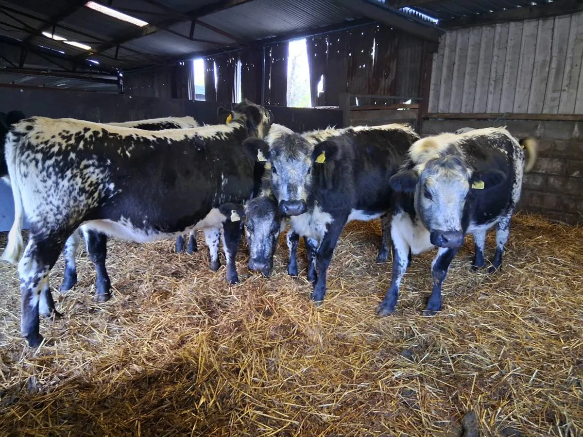 💥SPECKLE PARK HEIFERS💥 - Image 1