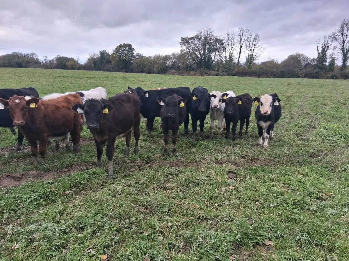 Cheap weanlings - Image 4