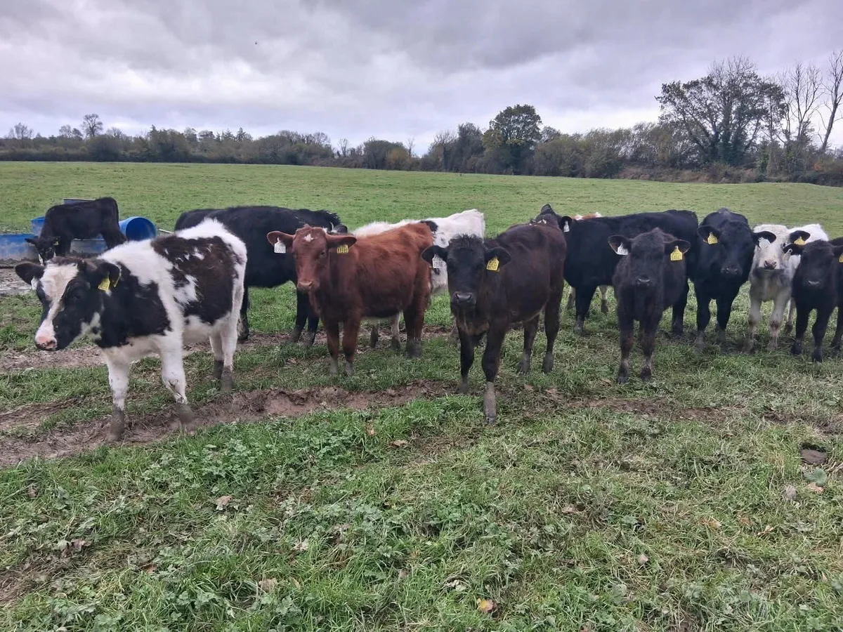 Cheap weanlings - Image 1