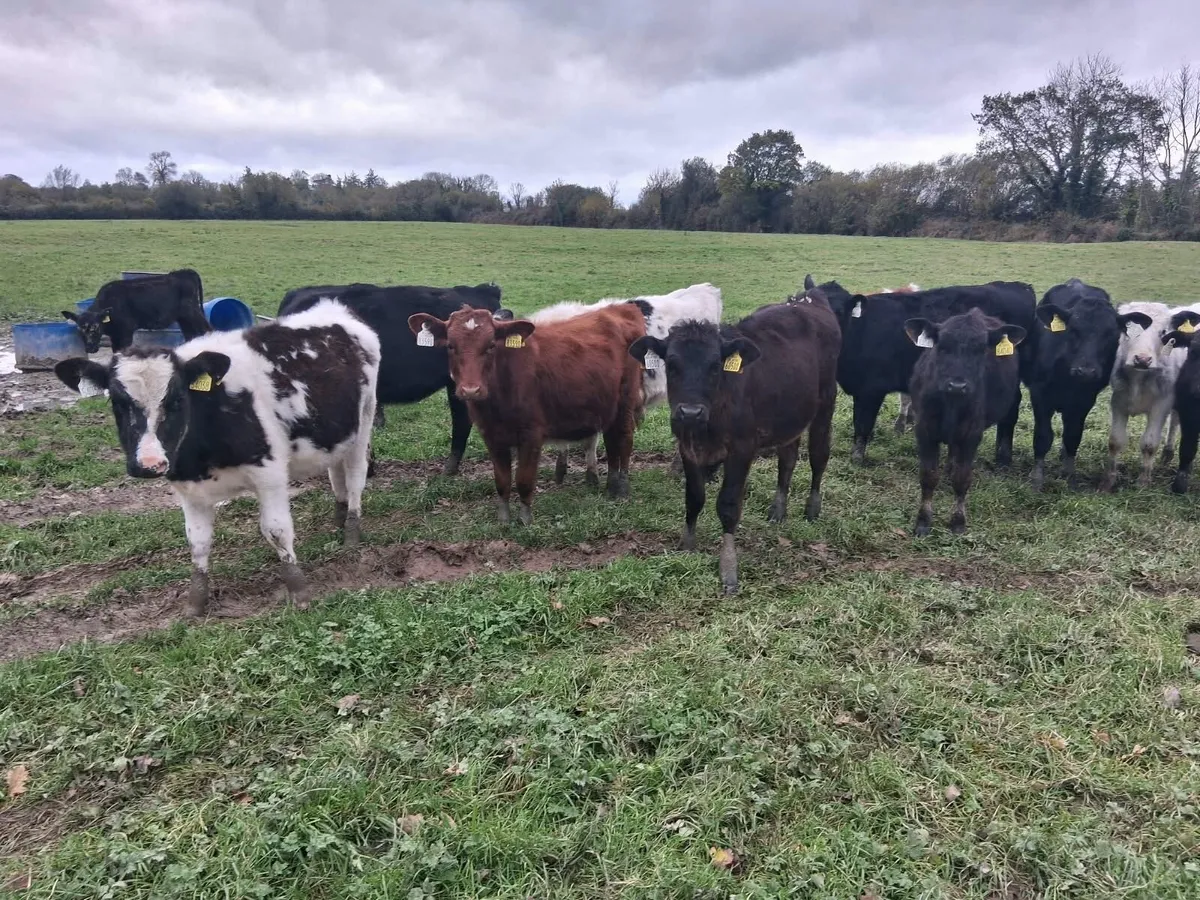 Cheap weanlings - Image 2