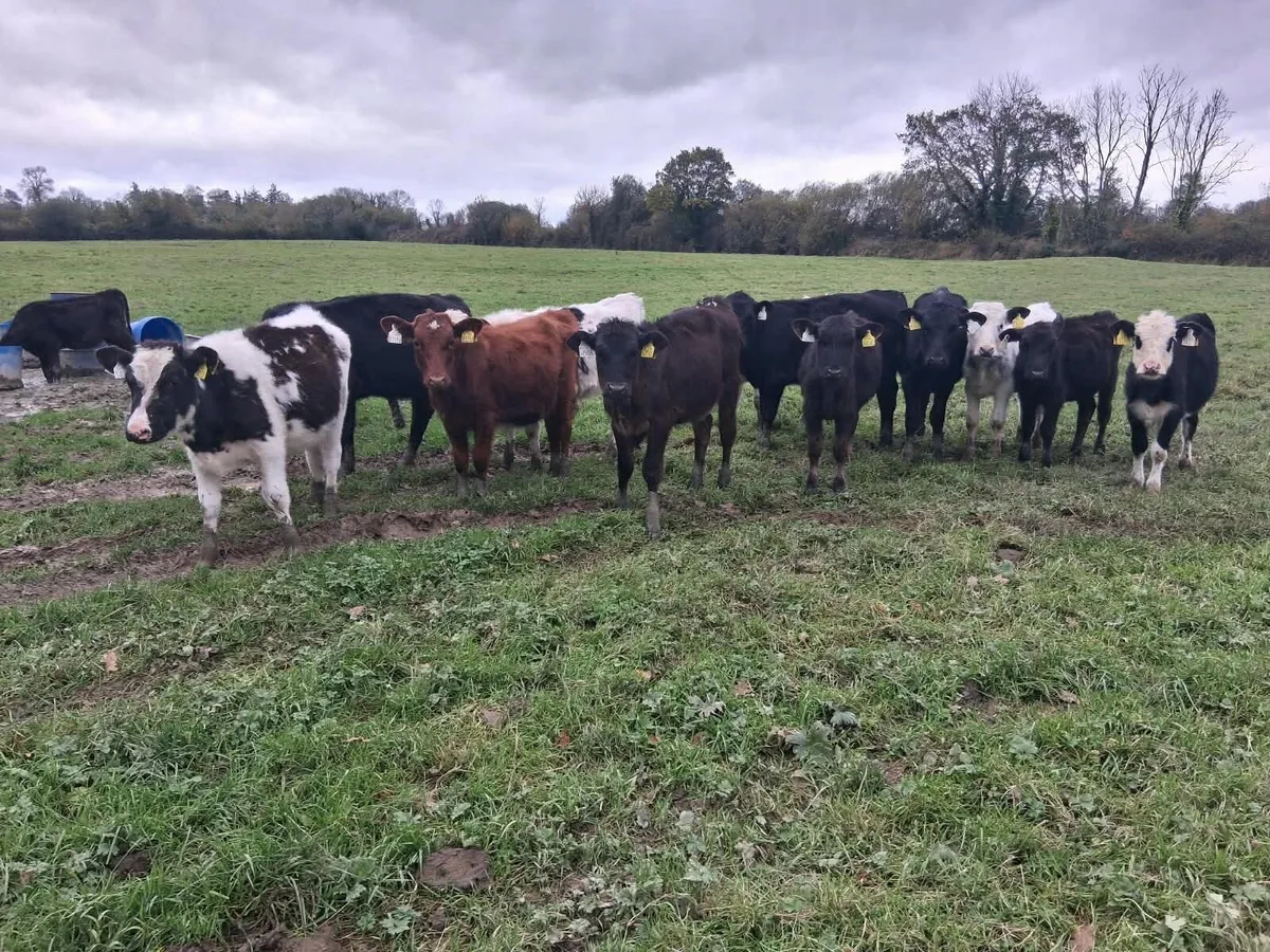 Cheap weanlings - Image 3