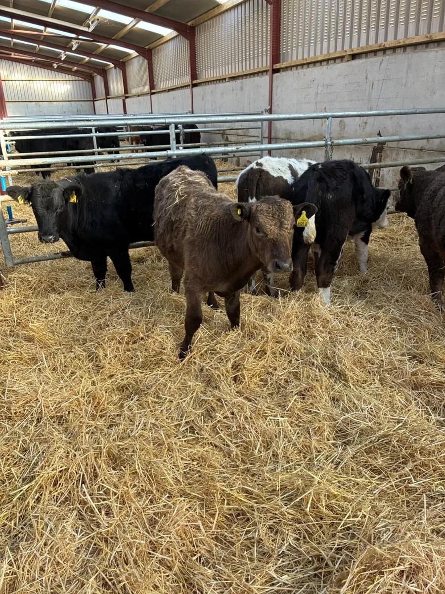 Beef bred bullocks - Image 4