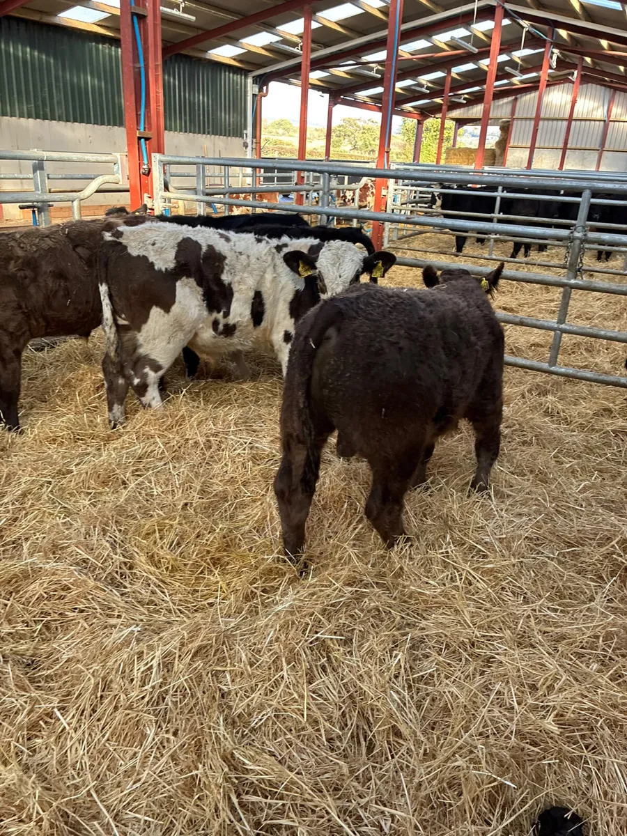 Beef bred bullocks - Image 3