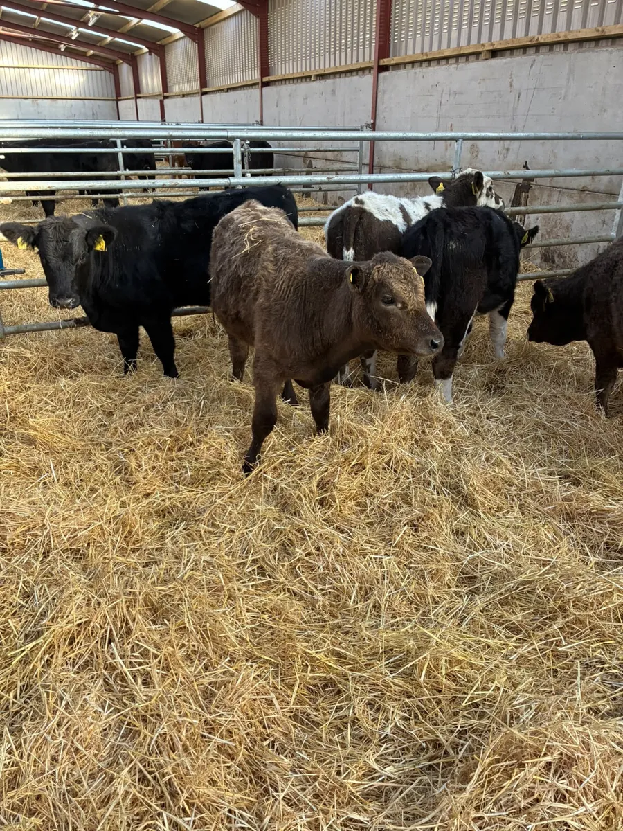 Beef bred bullocks - Image 2