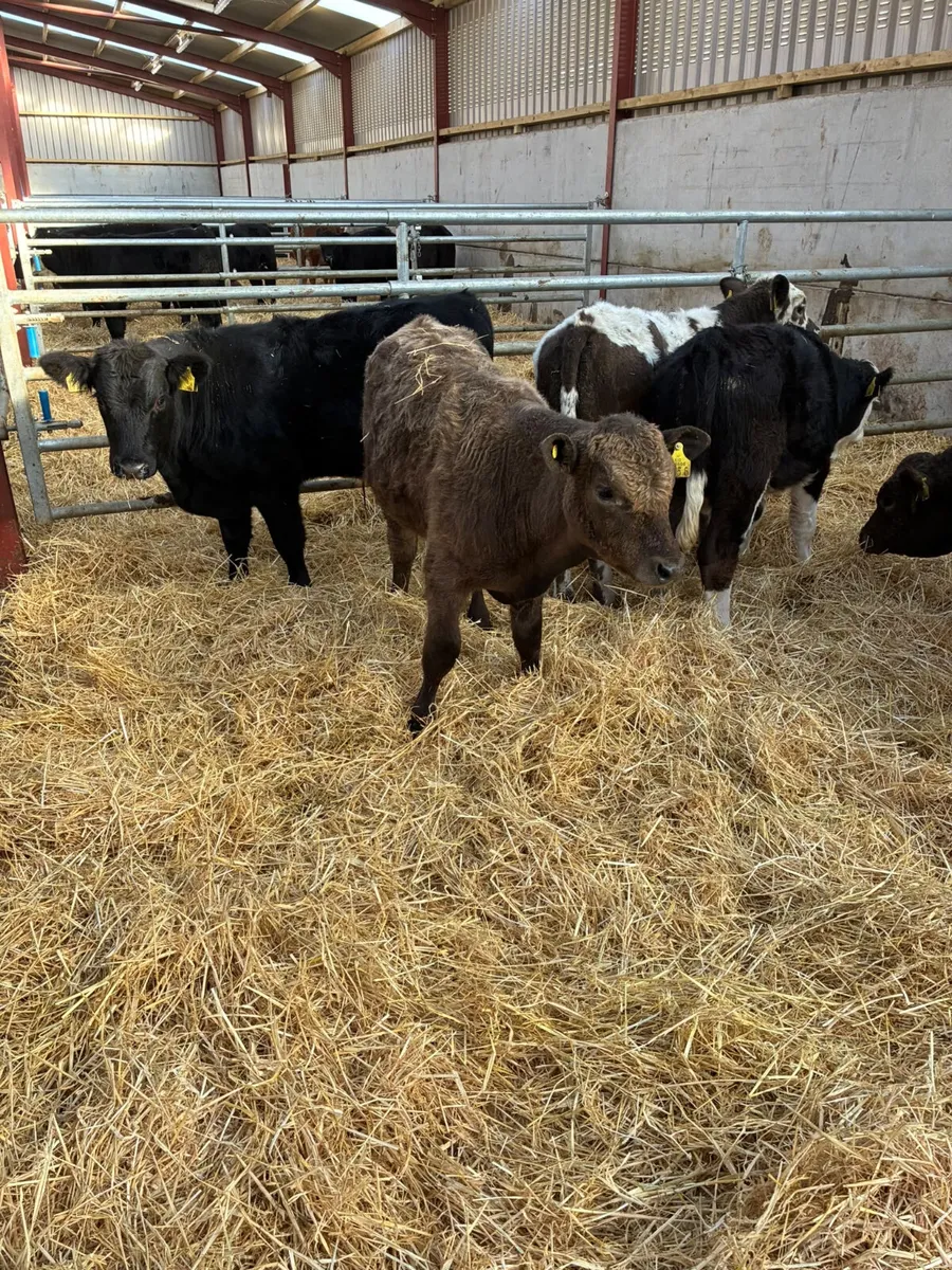 Beef bred bullocks - Image 1