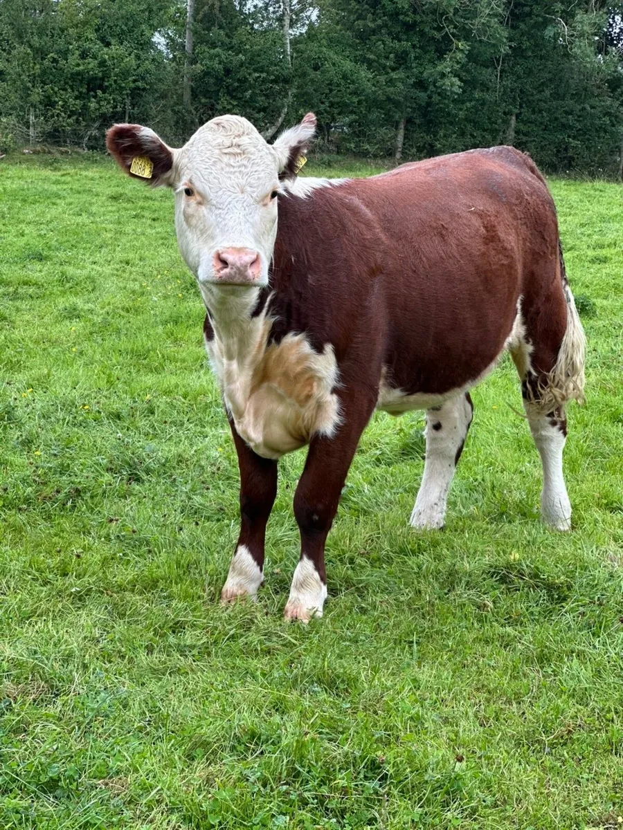 PBR Hereford Heifers - Image 4