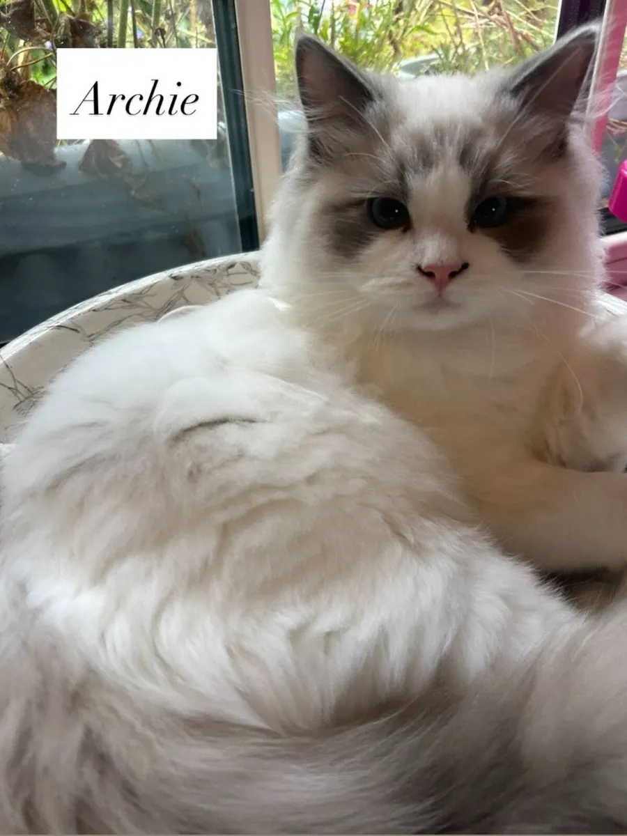 Exquisite Purebred Ragdoll Kittens - Image 2