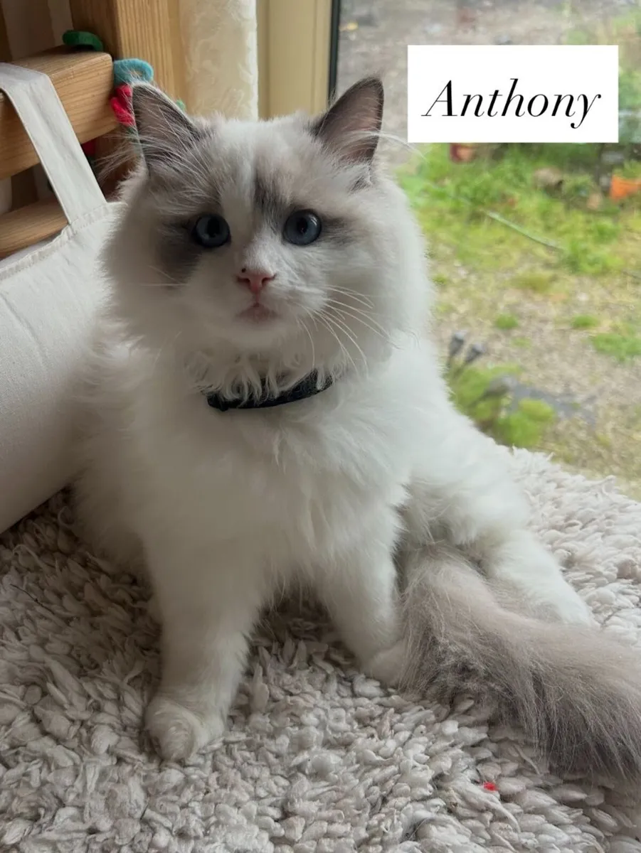 Exquisite Purebred Ragdoll Kittens - Image 3