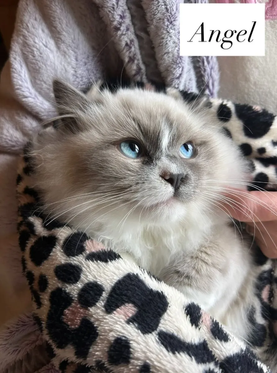 Exquisite Purebred Ragdoll Kittens - Image 1