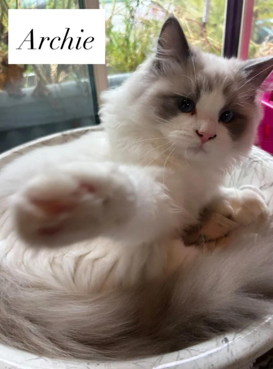 Exquisite Purebred Ragdoll Kittens - Image 4