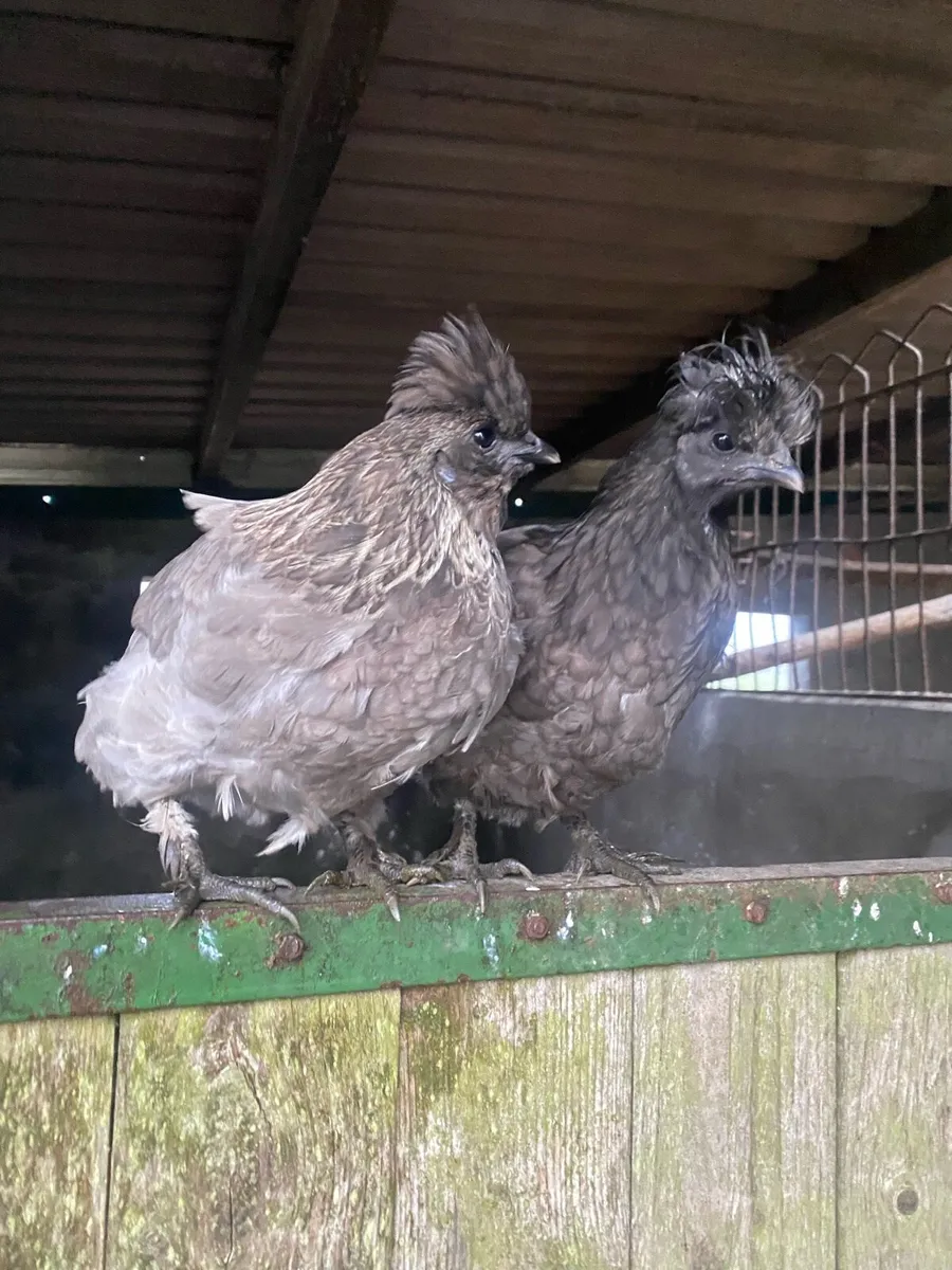 Pullets,silkies,laying hen - Image 1