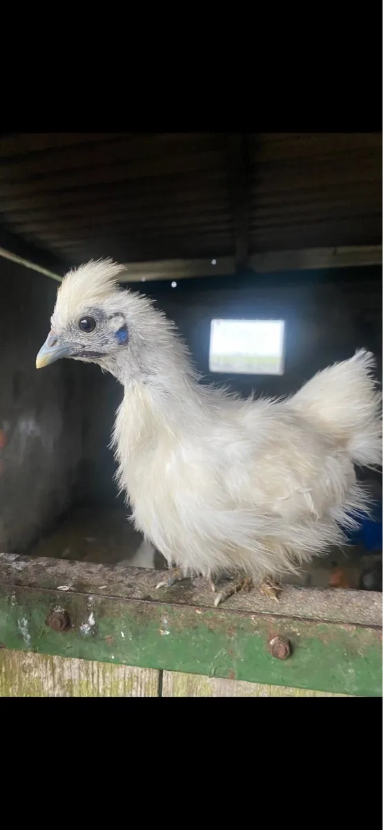 Pullets,silkies,laying hen - Image 2