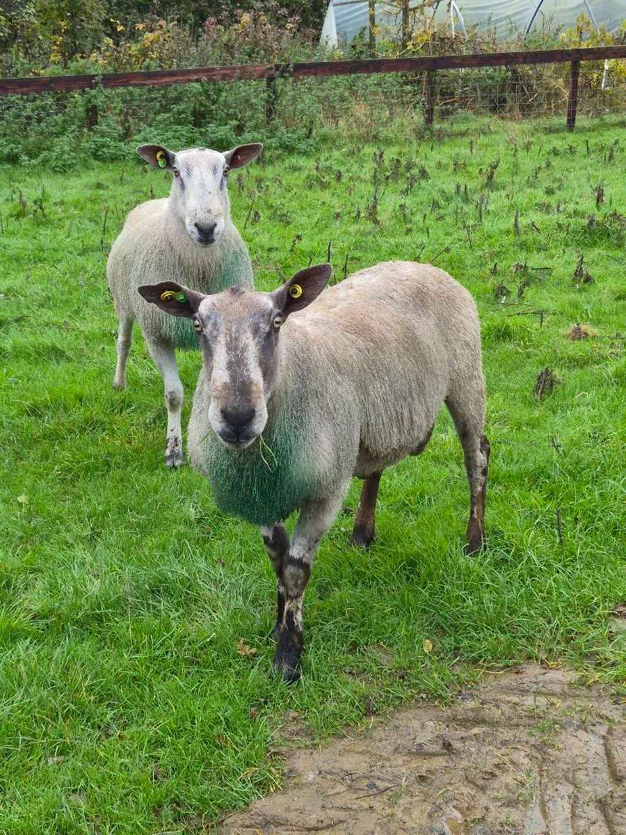 Bluefaced Leicester Rams x 2 - Image 1
