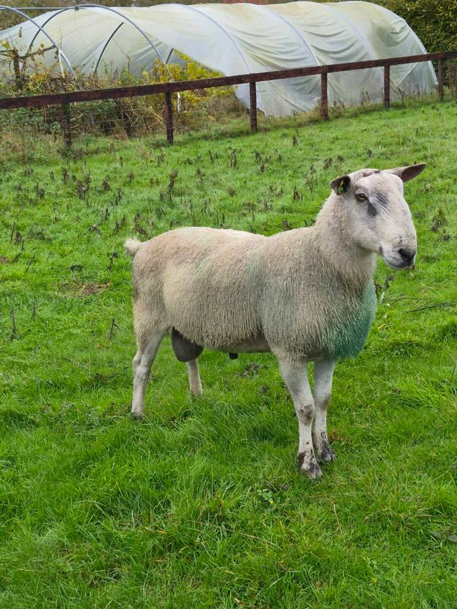 Bluefaced Leicester Rams x 2 - Image 2