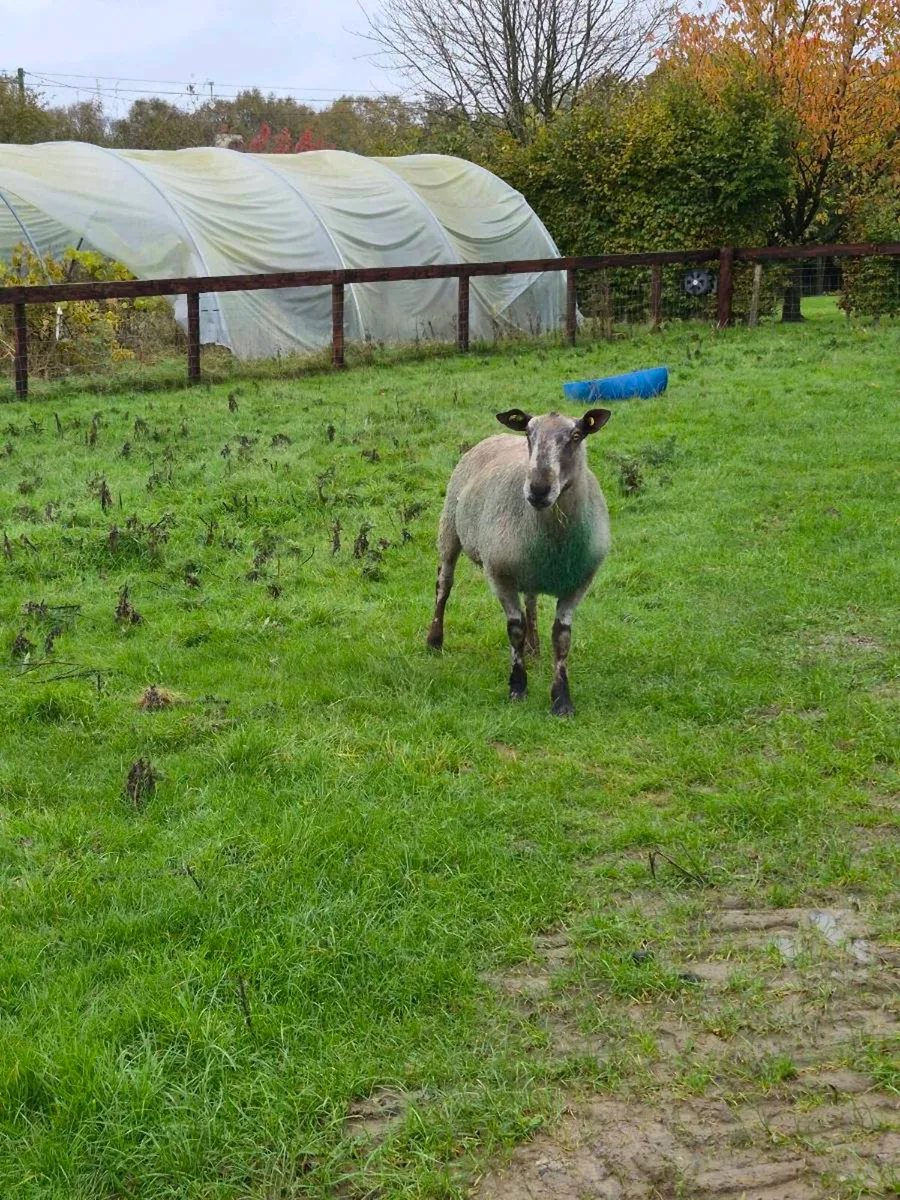 Bluefaced Leicester Rams x 2 - Image 3