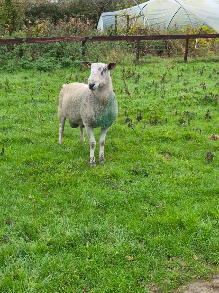 Bluefaced Leicester Rams x 2 - Image 4