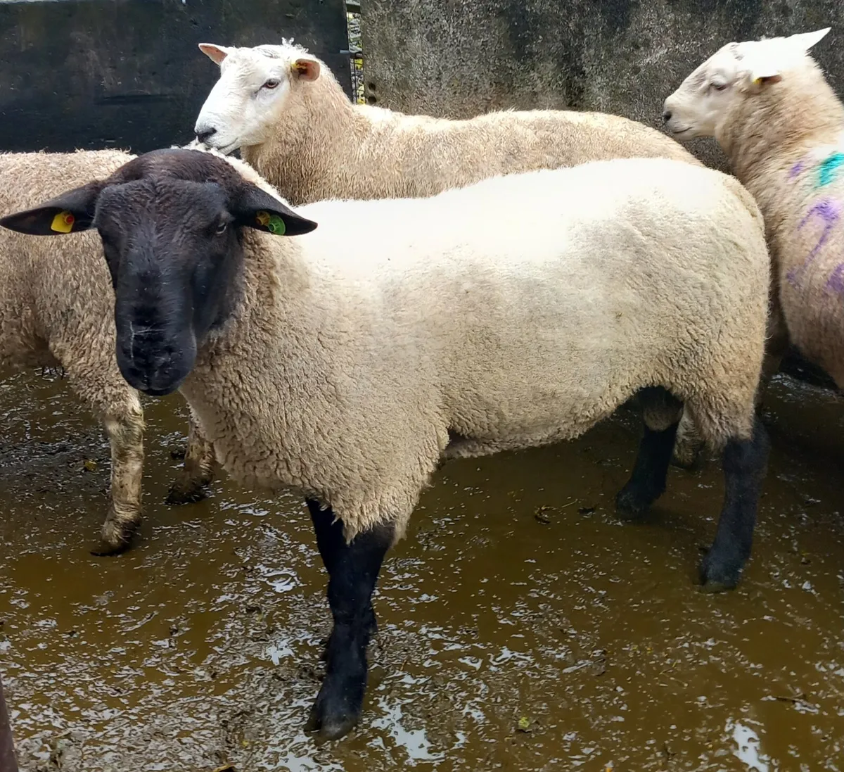 SIS Suffolk Ram and Texel Ram - Image 1
