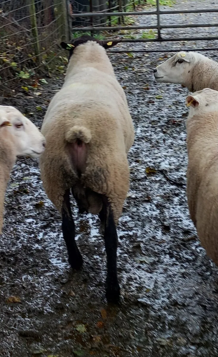 SIS Suffolk Ram and Texel Ram - Image 2