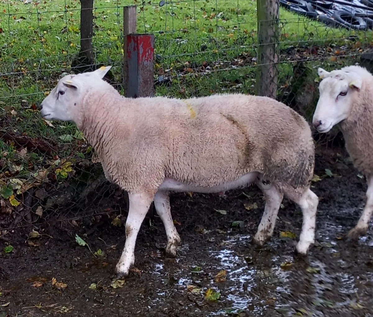 SIS Suffolk Ram and Texel Ram - Image 3