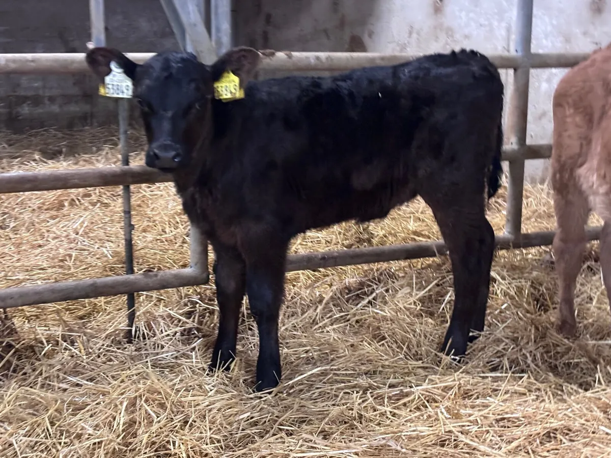 3 heifer calves for sale - Image 2