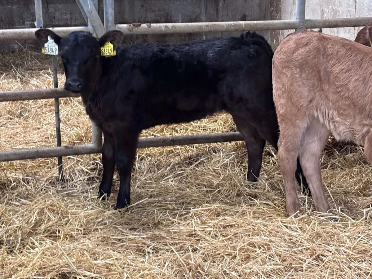 3 heifer calves for sale - Image 1