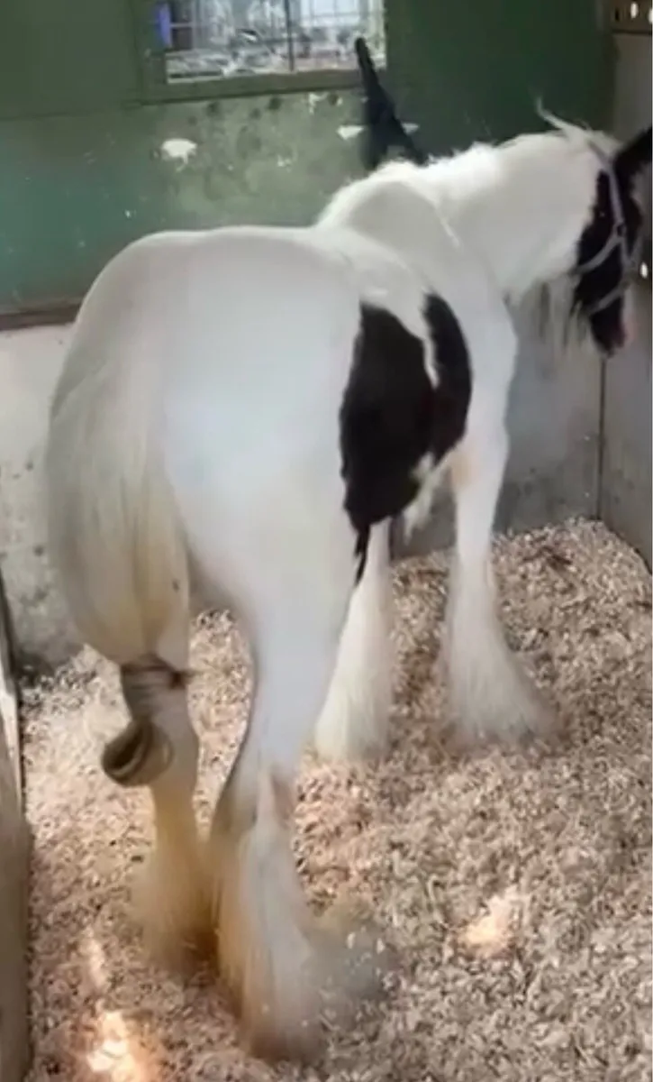 Horse - Image 4