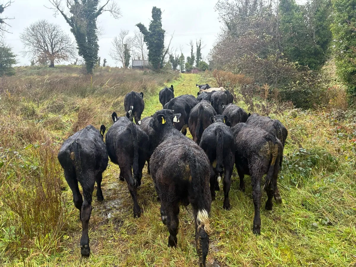 Angus and Charolais runners - Image 3