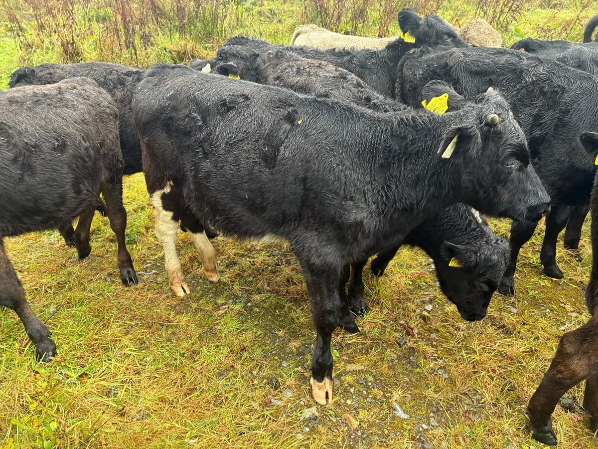 Angus and Charolais runners - Image 2
