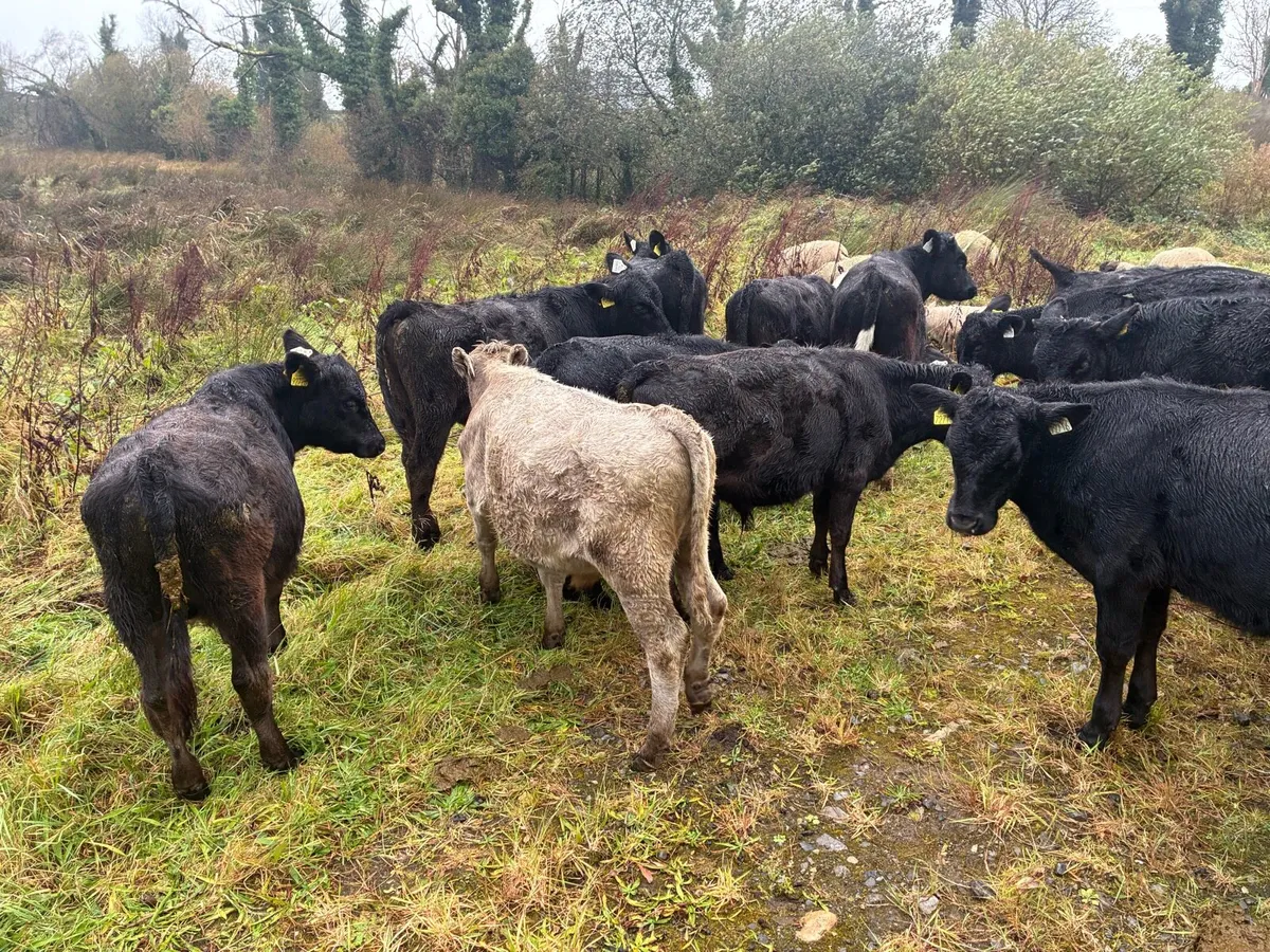 Angus and Charolais runners - Image 4