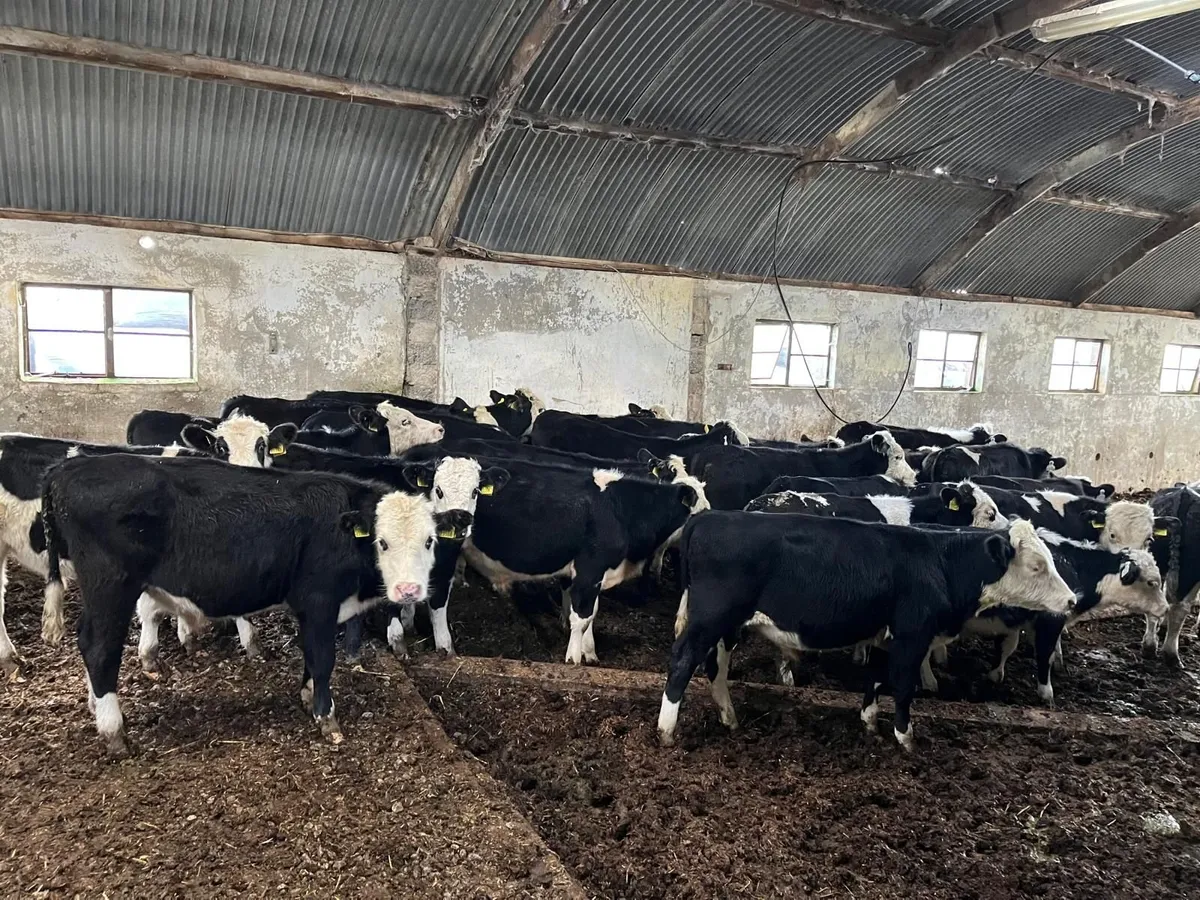 26 HB bulls 190kg - Image 1