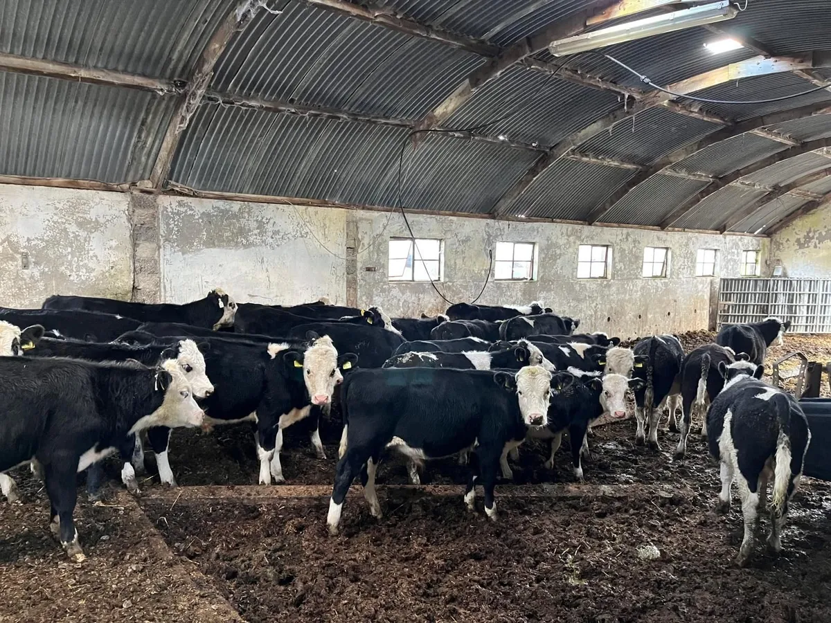 26 HB bulls 190kg - Image 2