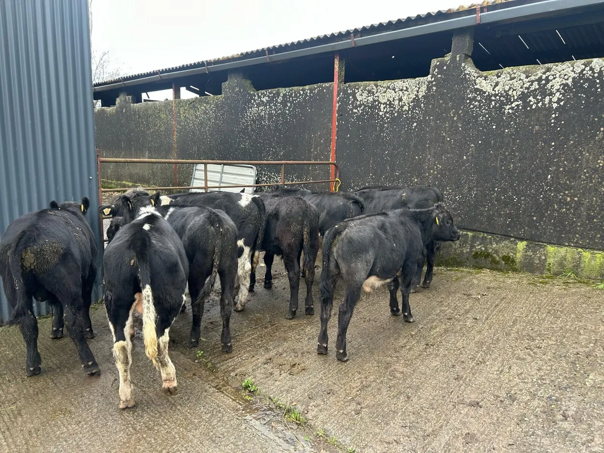 Weanling bulls - Image 4