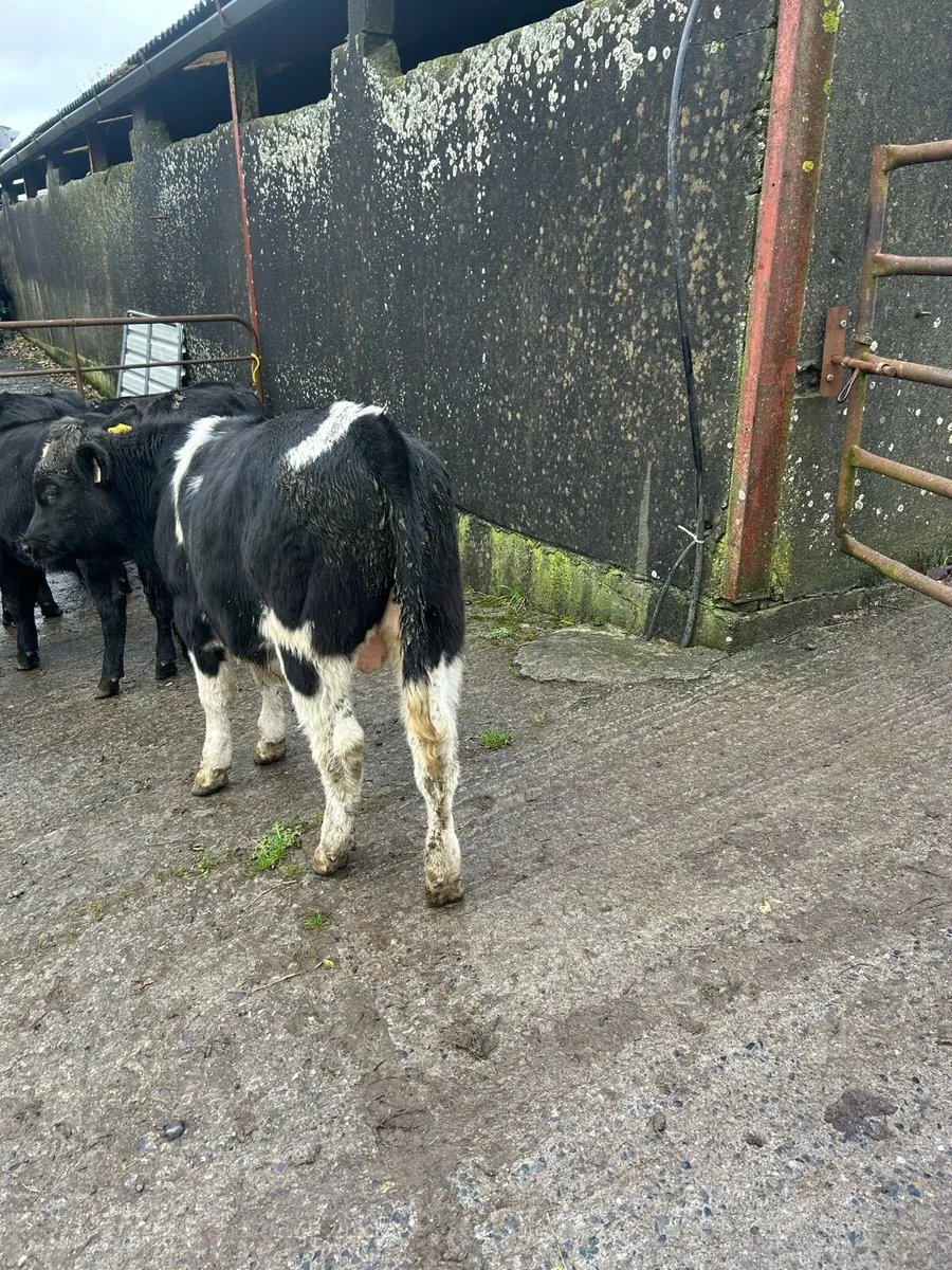 Weanling bulls - Image 1