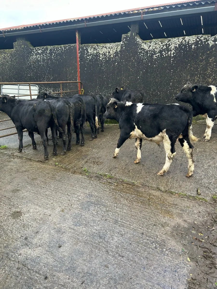 Weanling bulls - Image 2