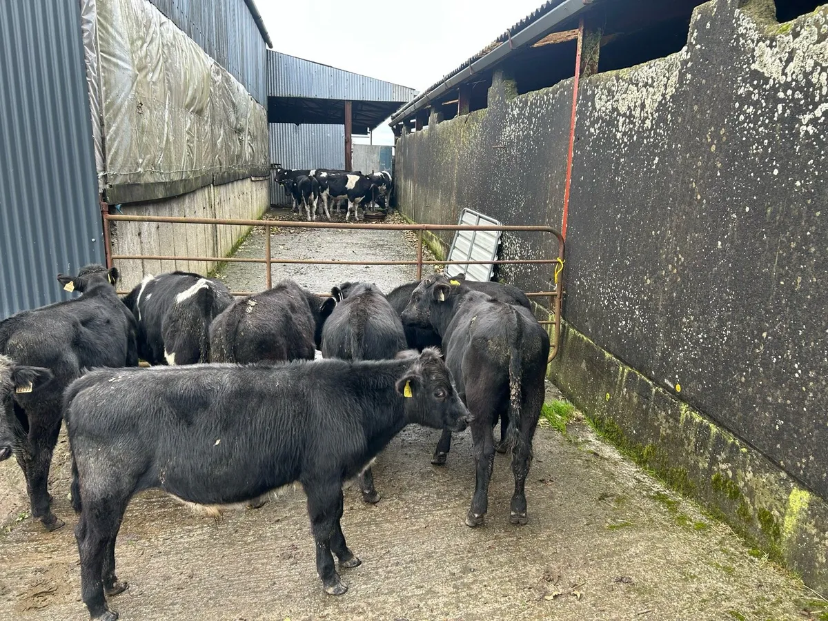 Weanling bulls - Image 3