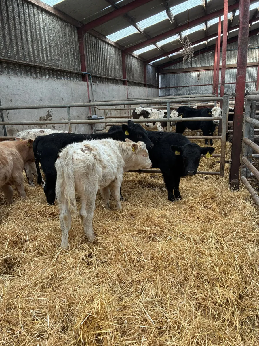 Charolais lim Angus and sim bulls - Image 4