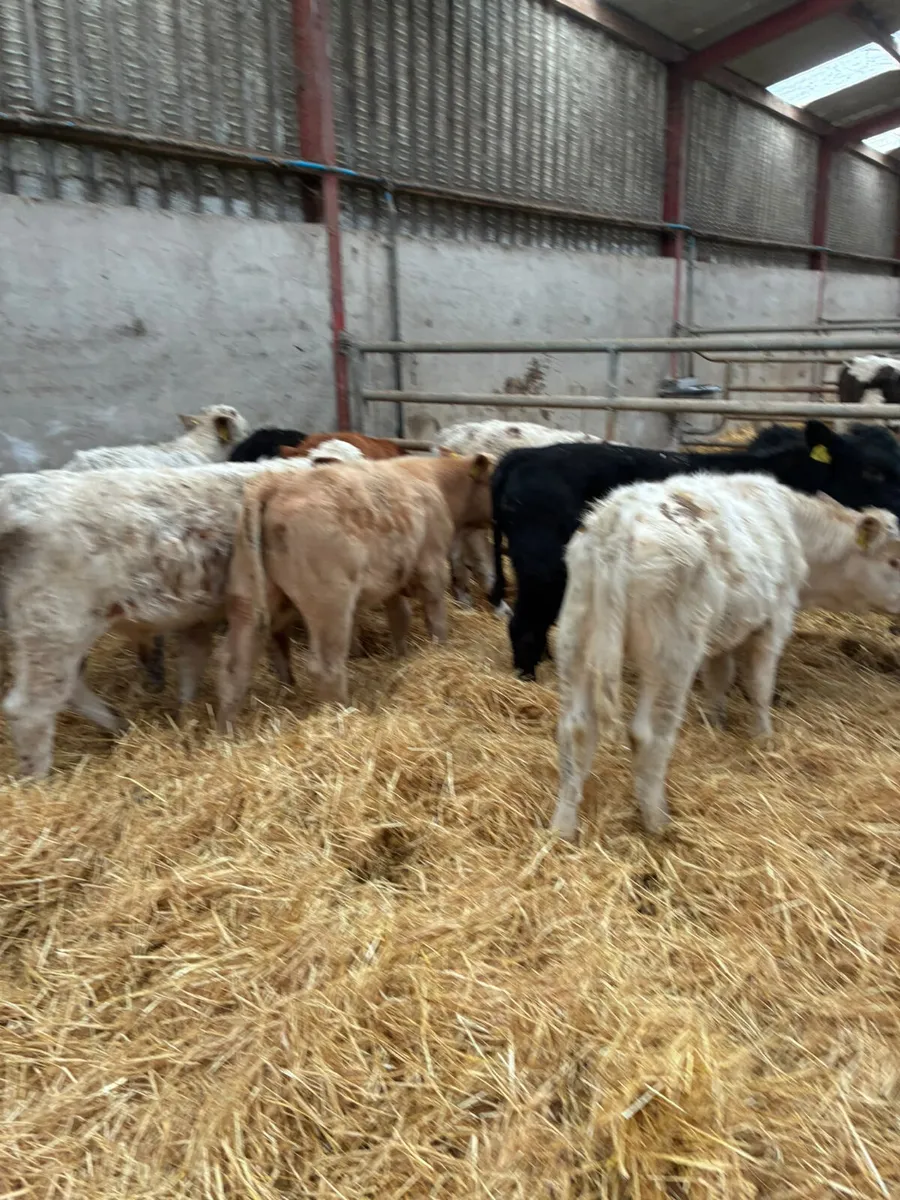 Charolais lim Angus and sim bulls - Image 2