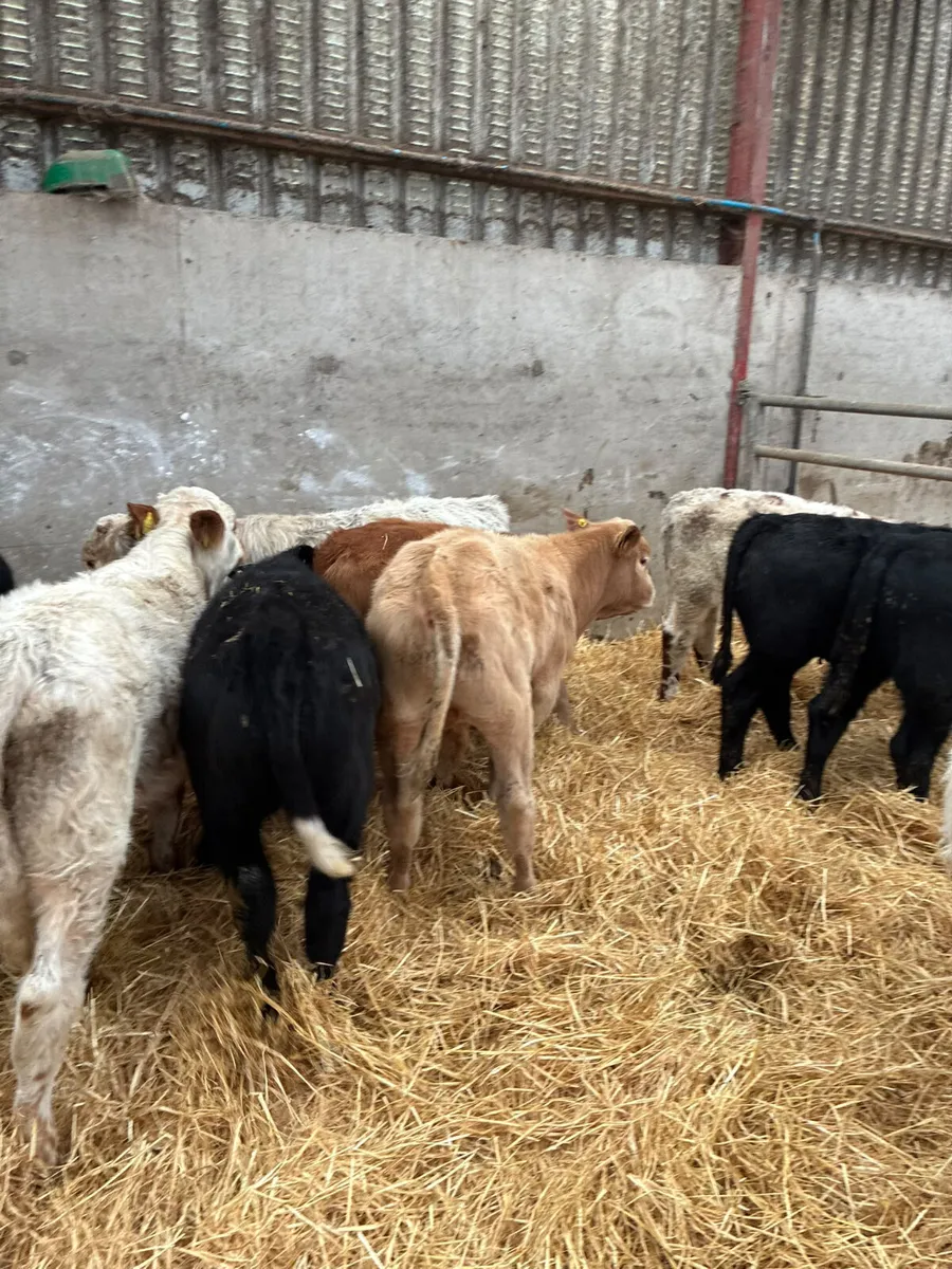 Charolais lim Angus and sim bulls - Image 3