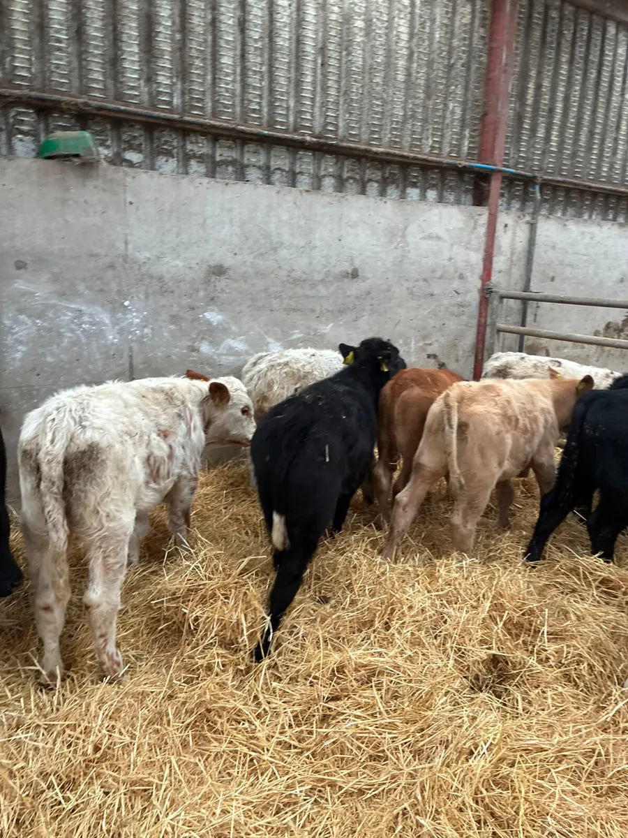 Charolais lim Angus and sim bulls - Image 1