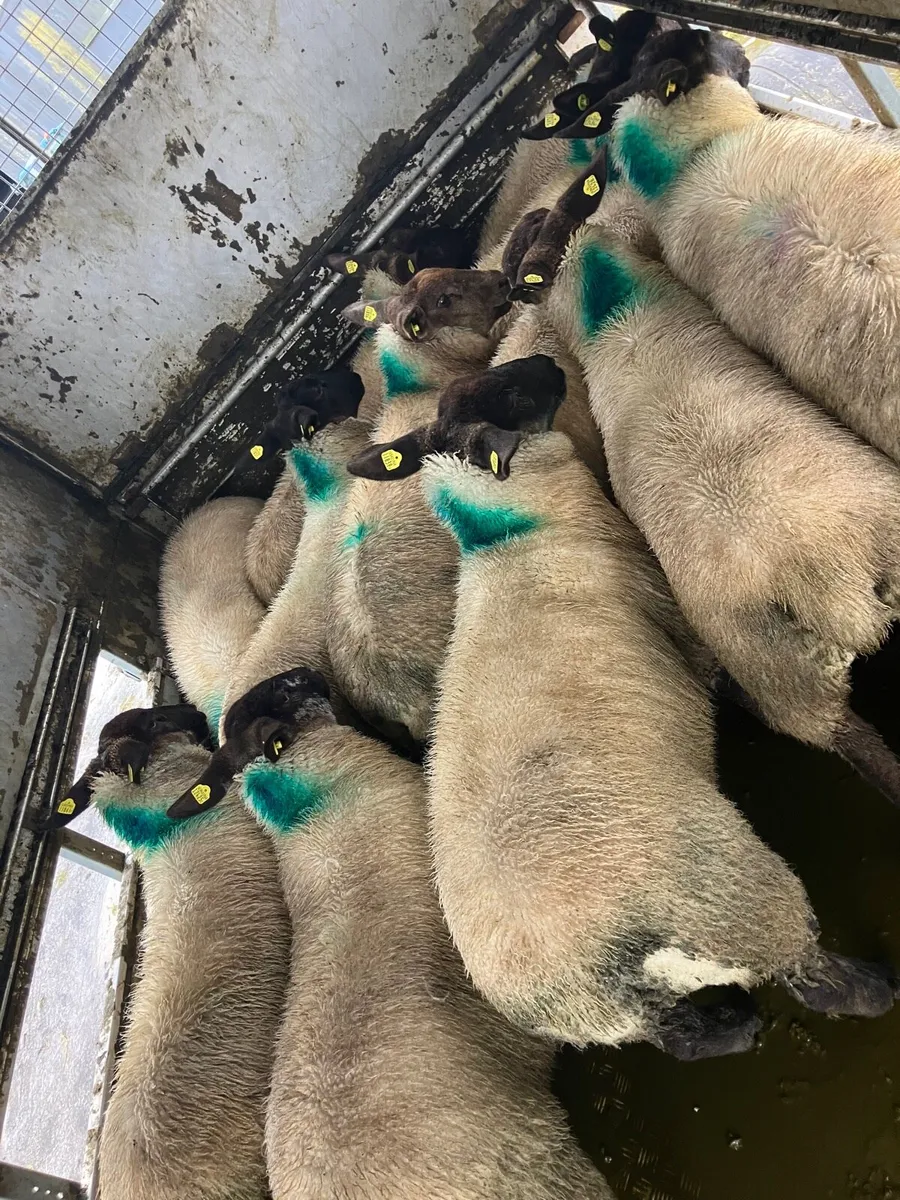 Ewe lambs - Image 2