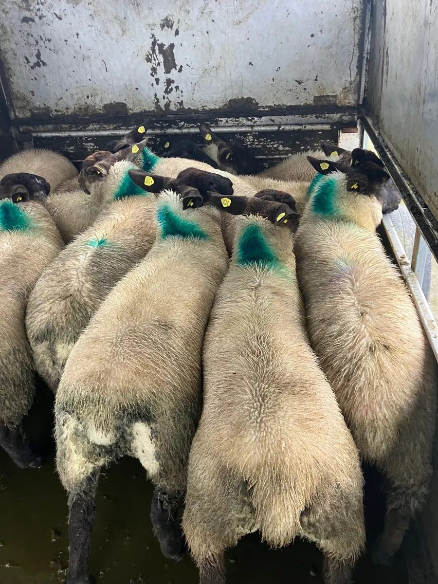 Ewe lambs - Image 3