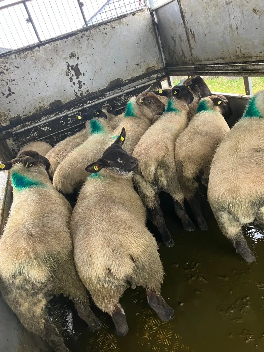 Ewe lambs - Image 1
